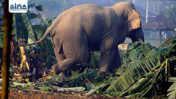 ठोरीमा जंगली हात्ती र बाघको आतंक बढ्दो, स्थानीय त्रासमा