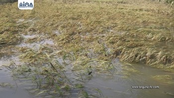 रौतहटमा बाढी र हावाहुरीले हजारौँ हेक्टर धानबाली नष्ट, किसानको वर्षभरको परिश्रम पानीमा
