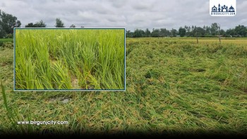 पर्सामा बाढीले सयौं बिगाहा धानबाली डुबायो, क्षतिको विवरण समेत लिन नआएपछि किसान आक्रोशित