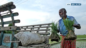 रासायनिक मल अभावबीच चैते धानखेती सुरू