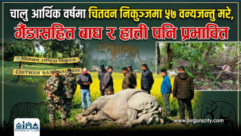 चालु आर्थिक वर्षमा चितवन निकुञ्जमा ५७ वन्यजन्तु मरे,गैंडासहित बाघ र हात्ती पनि प्रभावित (भिडियो रिपोर्ट)