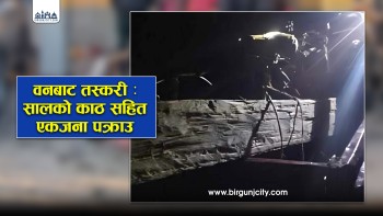 पर्सागढीबाट सालको काठसहित गुलरियाका रामसुरत चौधरी थारू पक्राउ