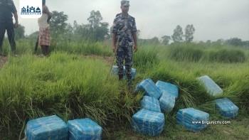 सप्तरीमा ३९६ किलो गाँजा बरामद