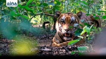 बर्दियामा बाघको आक्रमणमा एक महिलाको मृत्यु