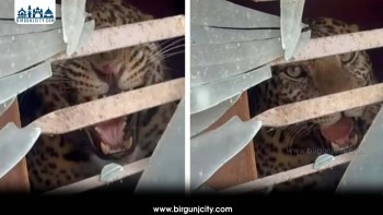 काठमाडौंमा घरभित्र पस्यो चितुवा, आक्रमणमा दुई जना घाइते