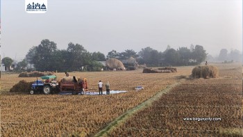 सर्लाहीका किसान धान भित्र्याउन व्यस्त, ढिलो रोपिएको बाली मङ्सिरमा मात्र पाक्ने