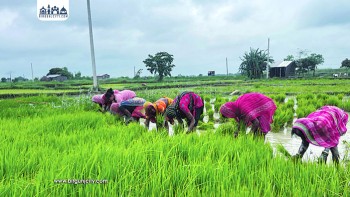 धान रोपाइँ घट्दा यस वर्ष उत्पादन करिब ८ लाख टनले कम हुने अनुमान