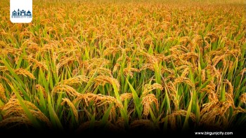 कृषि प्रधान नेपालले १९ अर्बको धान आयात, व्यापार घाटा १२ खर्ब नाघ्यो