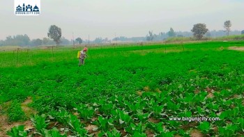 विषादी र रासायनिक मलको अत्यधिक प्रयोगले मधेसको माटो बिग्रिँदै, किसान खेती छाड्न बाध्य