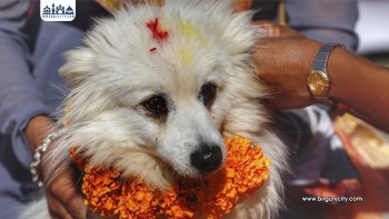 तिहारको तेस्रो दिनः नरक चतुर्दशी, कुकुर तिहार