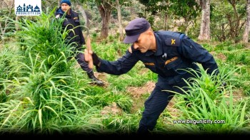 लालबन्दीको चुरे क्षेत्रमा अवैध गाँजा खेती नष्ट