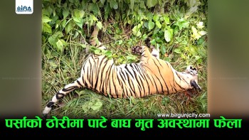 पर्सा ठोरीमा मृत पाटेबाघ फेला, प्रहरी र निकुञ्ज टोलीले गर्यो अनुसन्धान सुरु