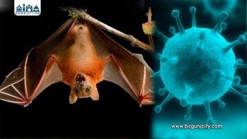 भारतमा निपाह भाइरस फैलियो, नेपालमा जोखिमपूर्ण सतर्कता आवश्यक
