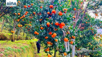 तनहुँका किसानले सुन्तला बिक्रीबाट साढे ४५ करोड आम्दानी गरे