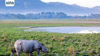 चितवनमा गैंडाको आक्रमणबाट एकजनाको मृत्यु, निकुञ्जले सचेत रहन अपिल