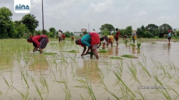 लामो समय पानी नपर्दा चिन्तित किसानलाई गएराति परेको वर्षाले राहत