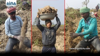 माघे सङ्क्रान्ति नजिकिँदै सर्लाहीको बागमती तटीय क्षेत्रमा तरुल खन्ने चटारो (तस्वीर सहित)