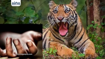 बाघको लगातार आक्रमणले गाउँमा उथलपुथल स्थानीय त्रासमा