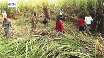 सर्लाहीका उखु किसानलाई अनुदान रकम वितरण, करिब १८ करोड रु. निकासा