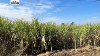 उखु किसान आन्दोलनले देशभर चिनी मिल क्रसिङ प्रभावित